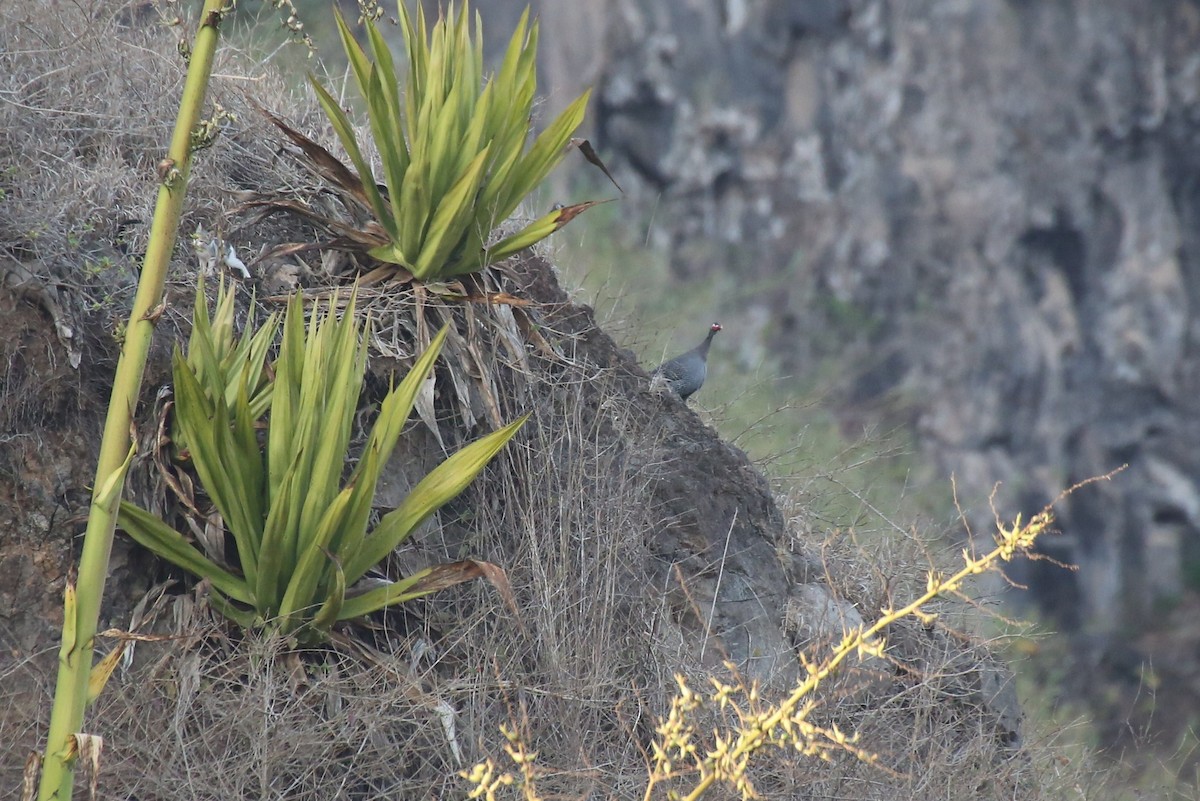 Helmeted Guineafowl - ML40906521