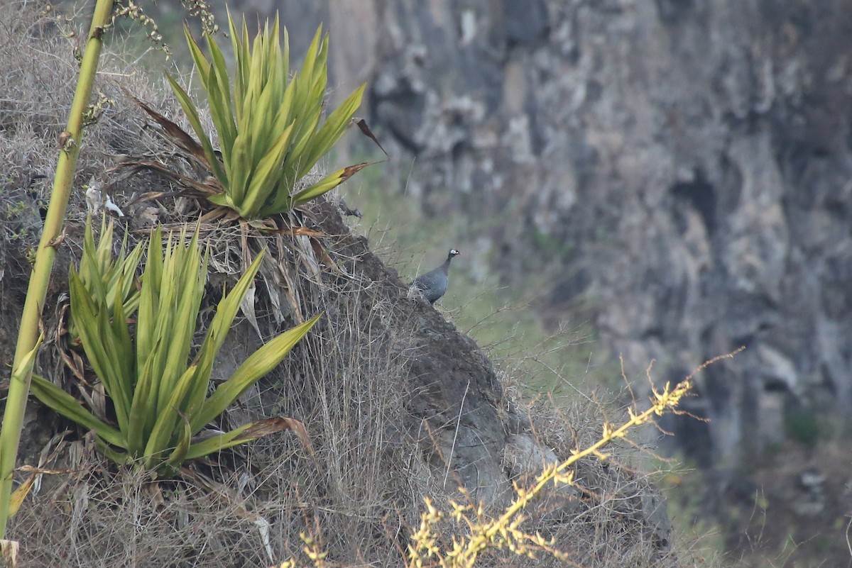 Helmeted Guineafowl - ML40906561