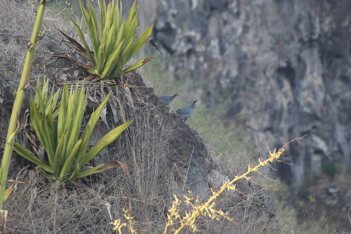 Helmeted Guineafowl - ML40906581