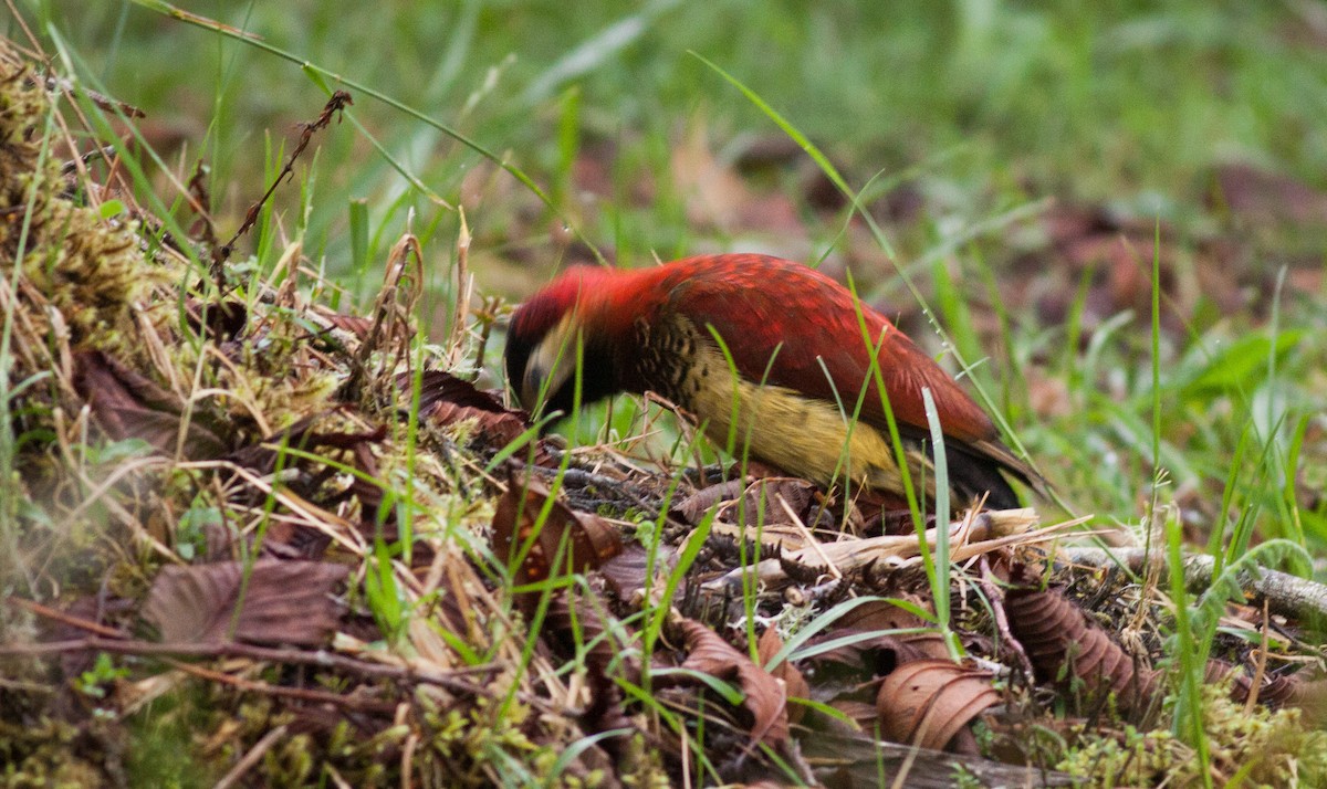 Crimson-mantled Woodpecker - ML40906611