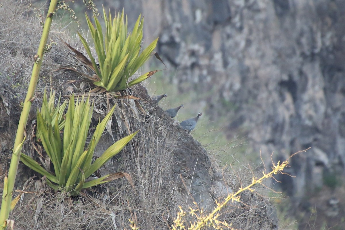 Helmeted Guineafowl - ML40906651