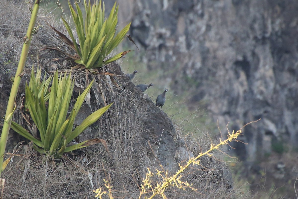 Helmeted Guineafowl - ML40906671