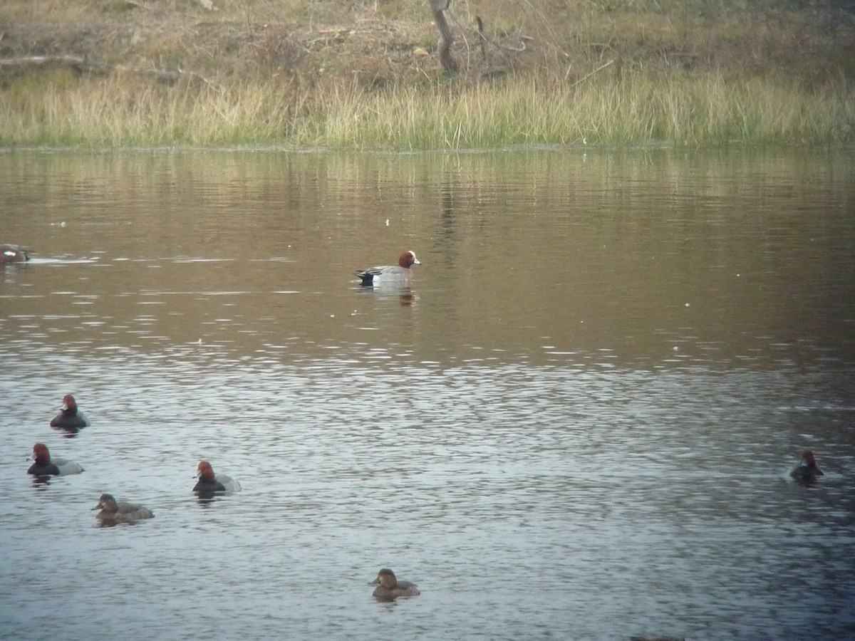 Eurasian Wigeon - ML40906761