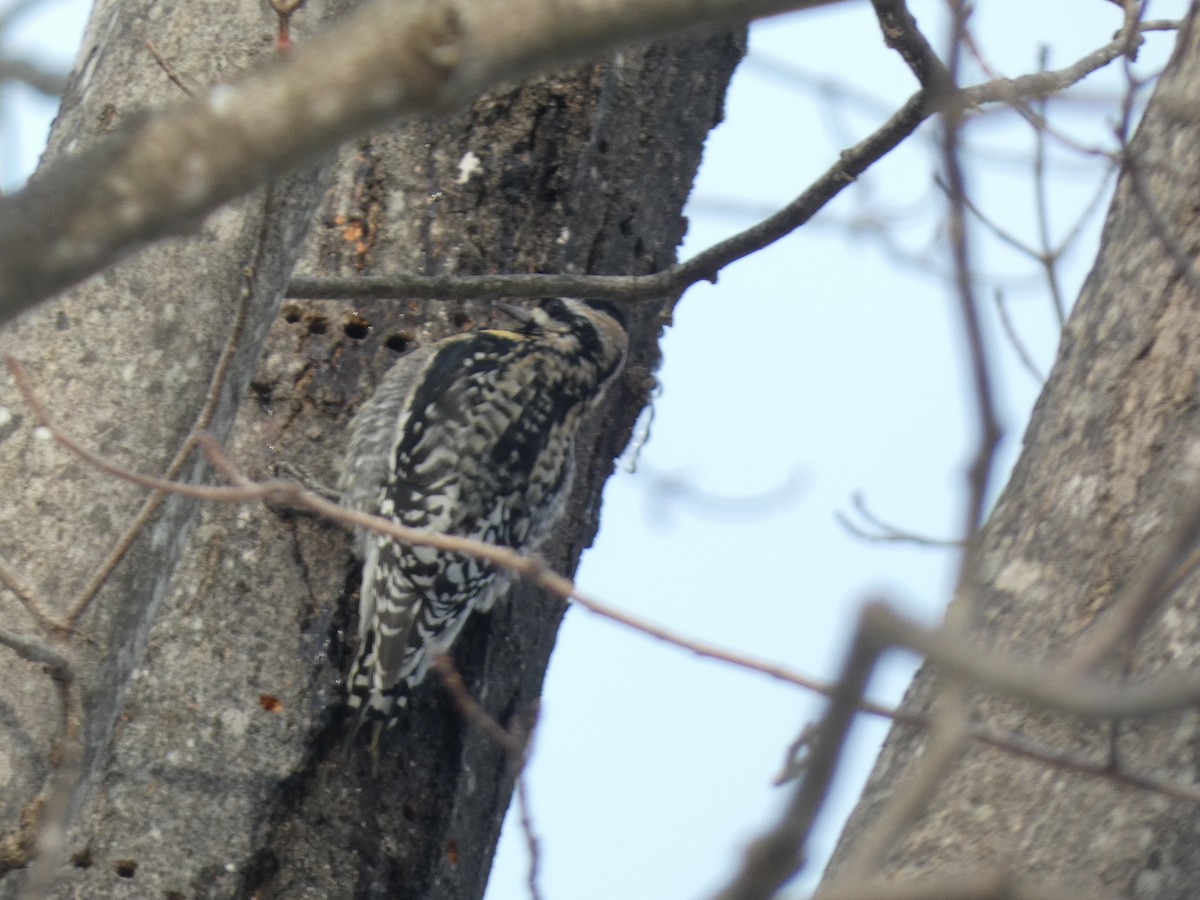 Yellow-bellied Sapsucker - ML409068751