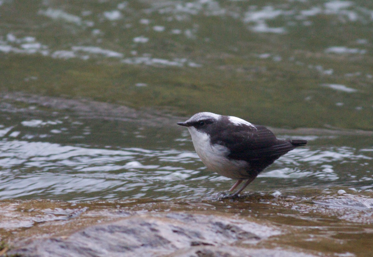 White-capped Dipper - Ian Davies