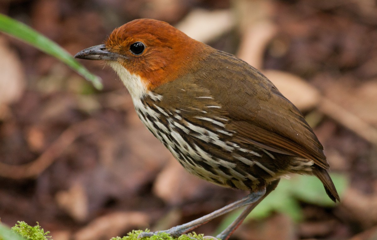 Chestnut-crowned Antpitta - ML40906911