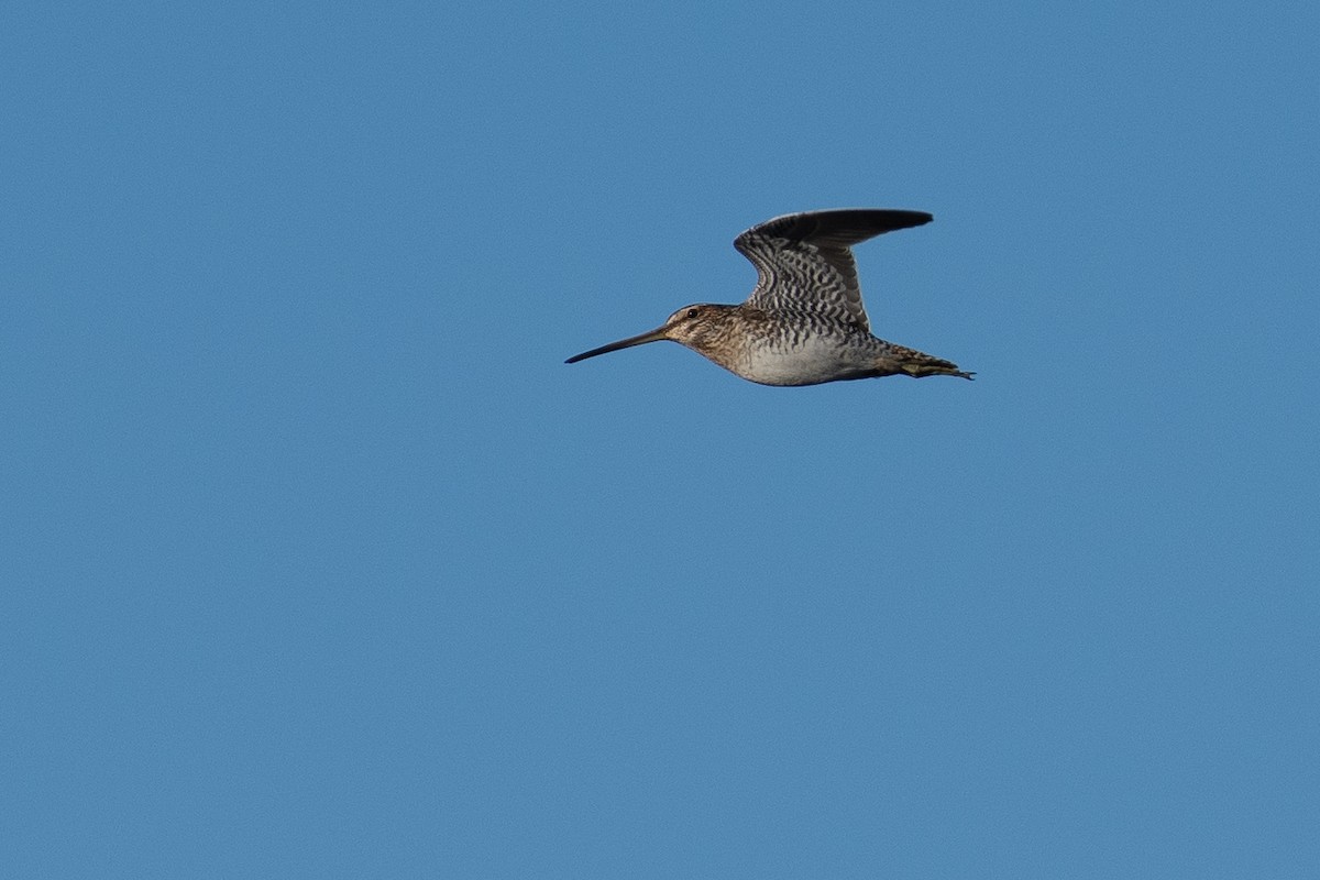 Wilson's Snipe - Mike Tucker