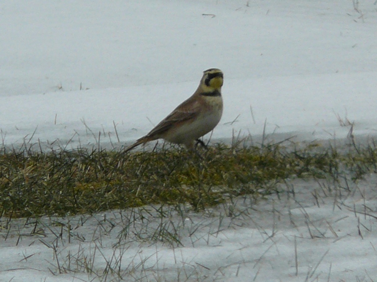 Horned Lark - ML409069481