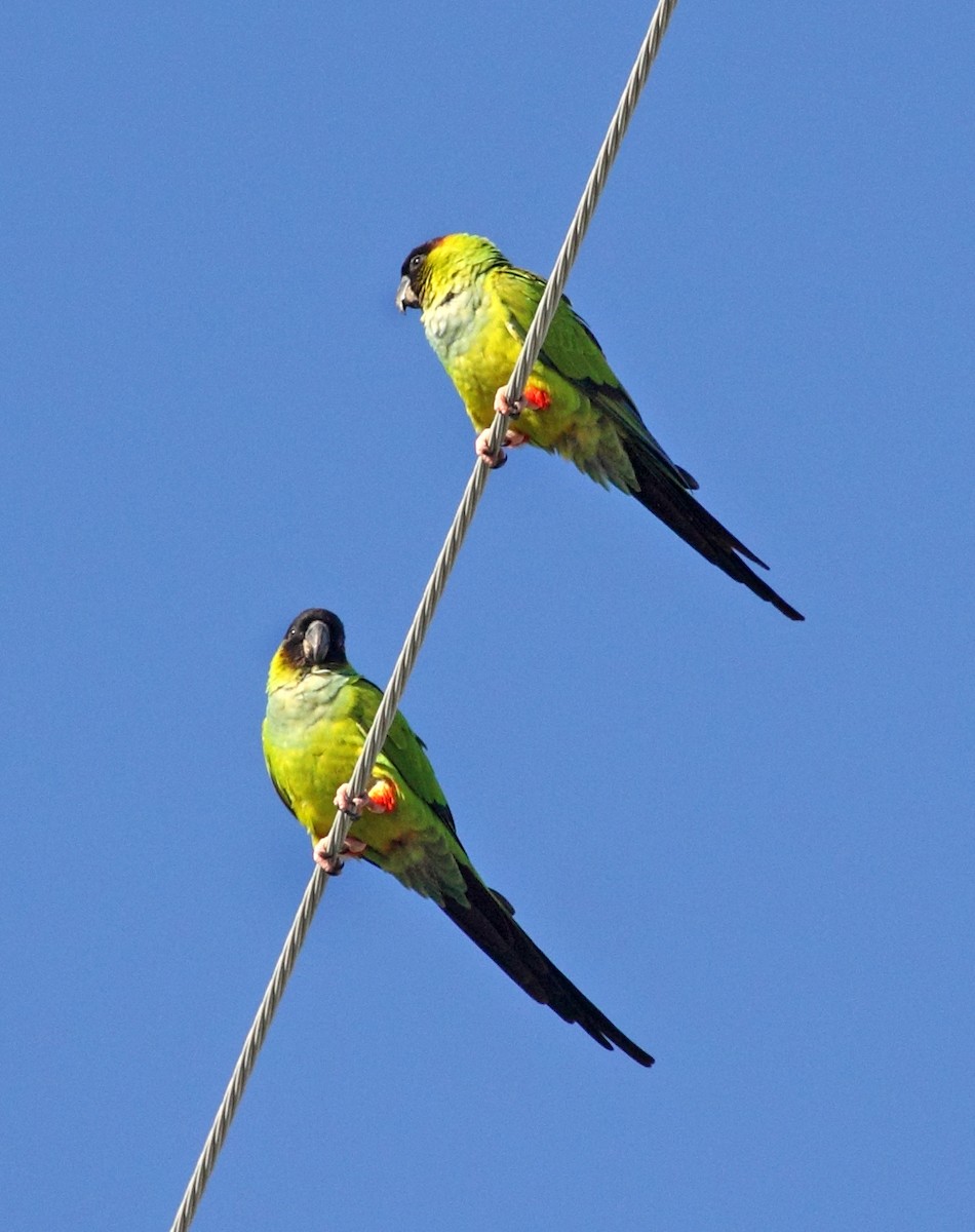 aratinga černohlavý - ML409069771