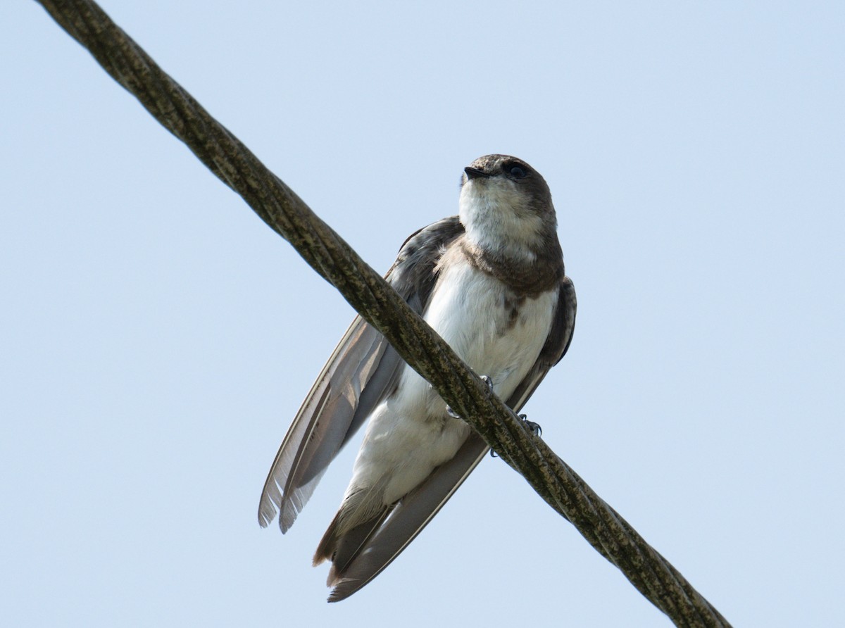 Bank Swallow - Vivek Chandran