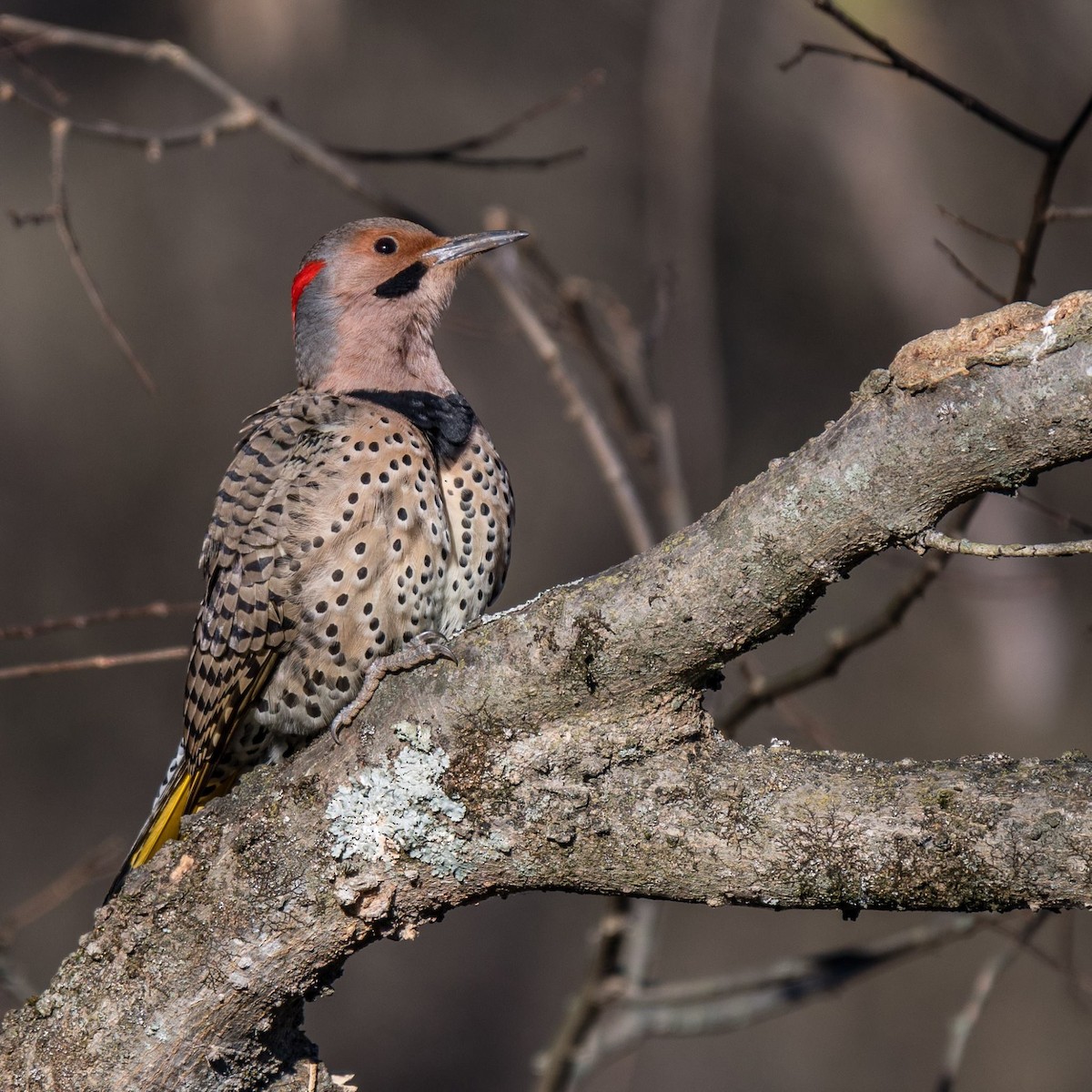 Northern Flicker (Yellow-shafted) - Joe Bailey