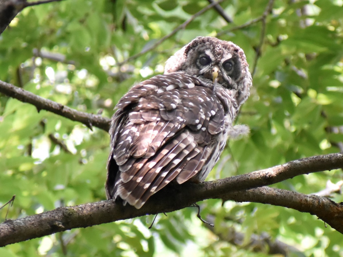 Barred Owl - ML409071411