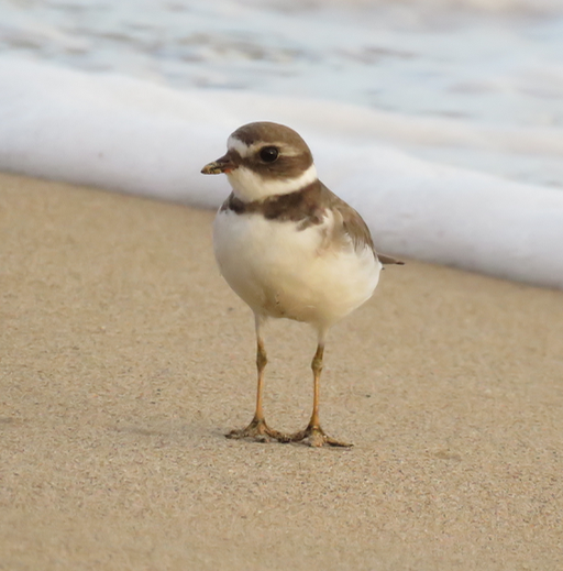 Semipalmated Plover - Barb Thomascall
