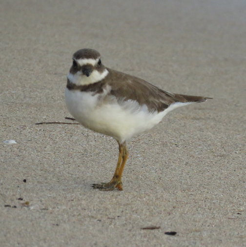 Semipalmated Plover - Barb Thomascall