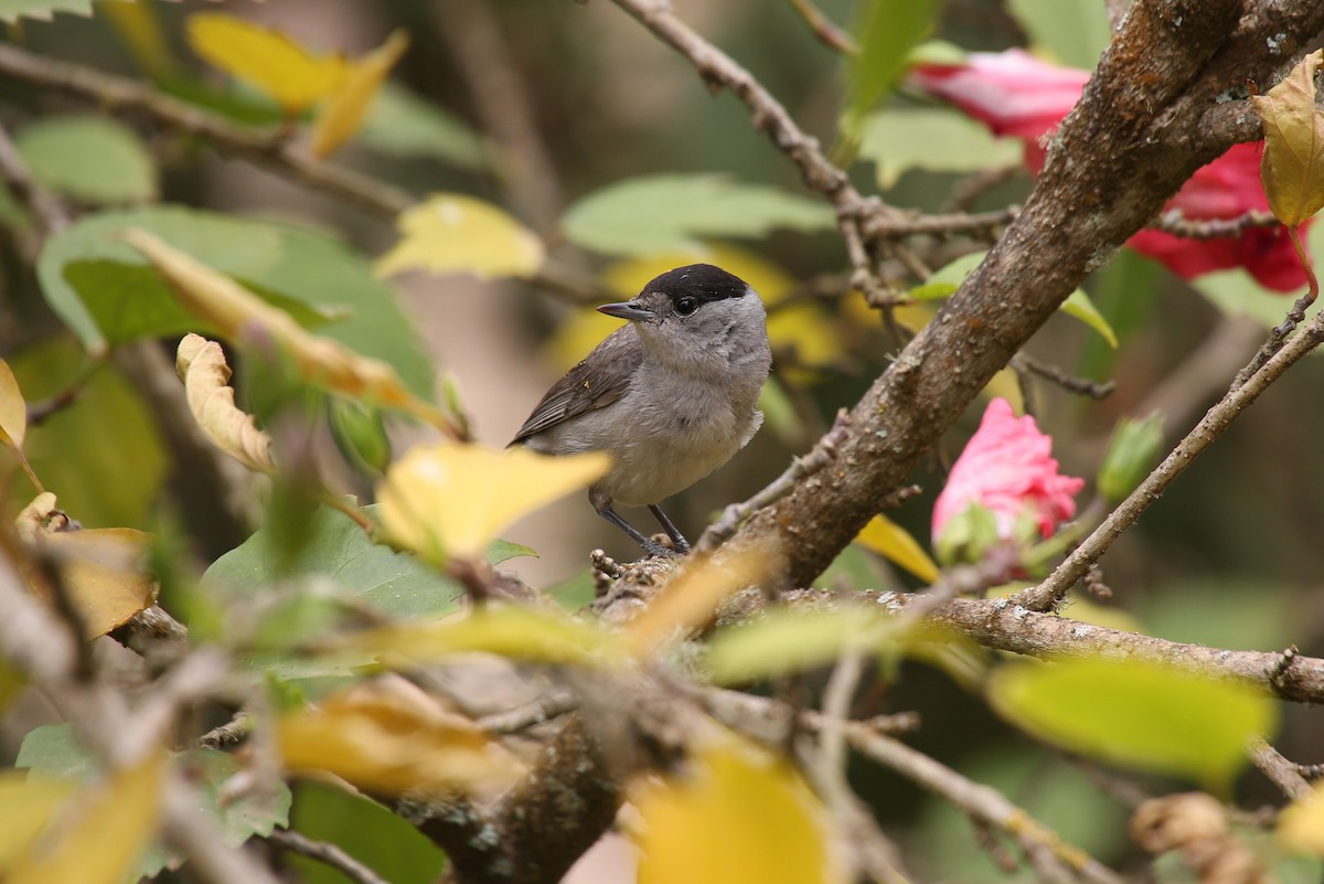 Eurasian Blackcap - ML40907331