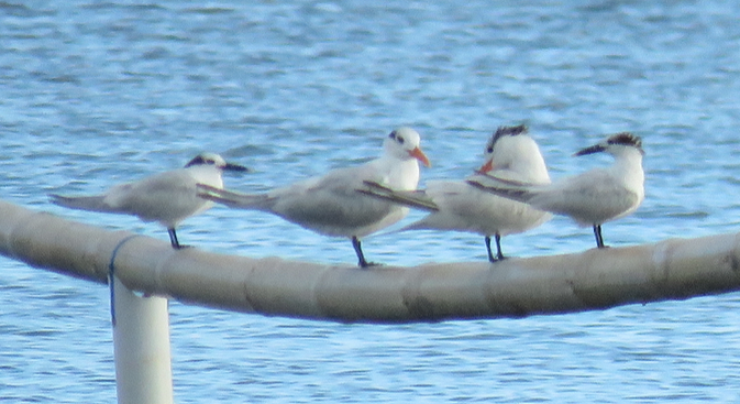 Sandwich Tern - ML409073461