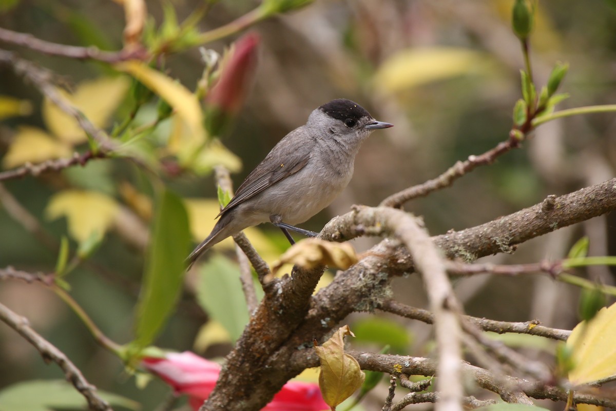 Eurasian Blackcap - ML40907351