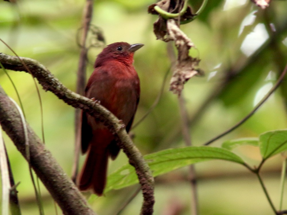 Red-crowned Ant-Tanager - ML409073621