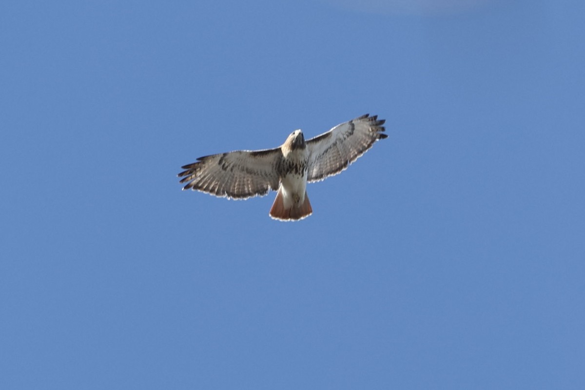 Red-tailed Hawk - ML409074131