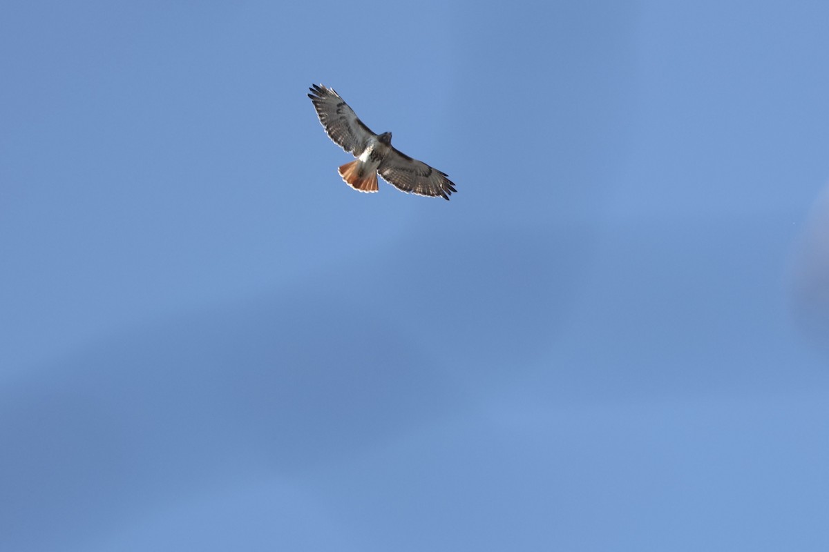 Red-tailed Hawk - ML409074141