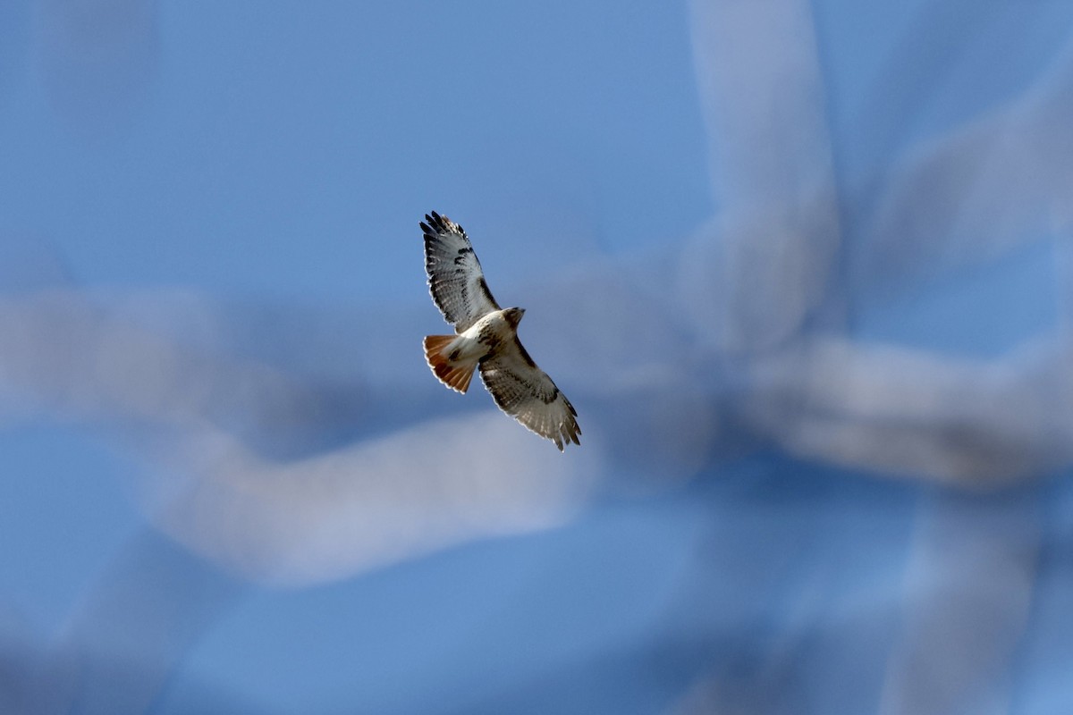 Red-tailed Hawk - ML409074151