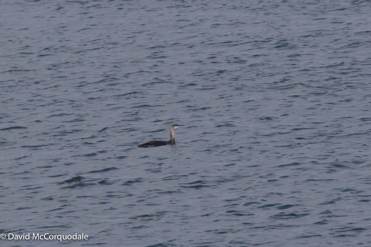 Red-throated Loon - ML409074221