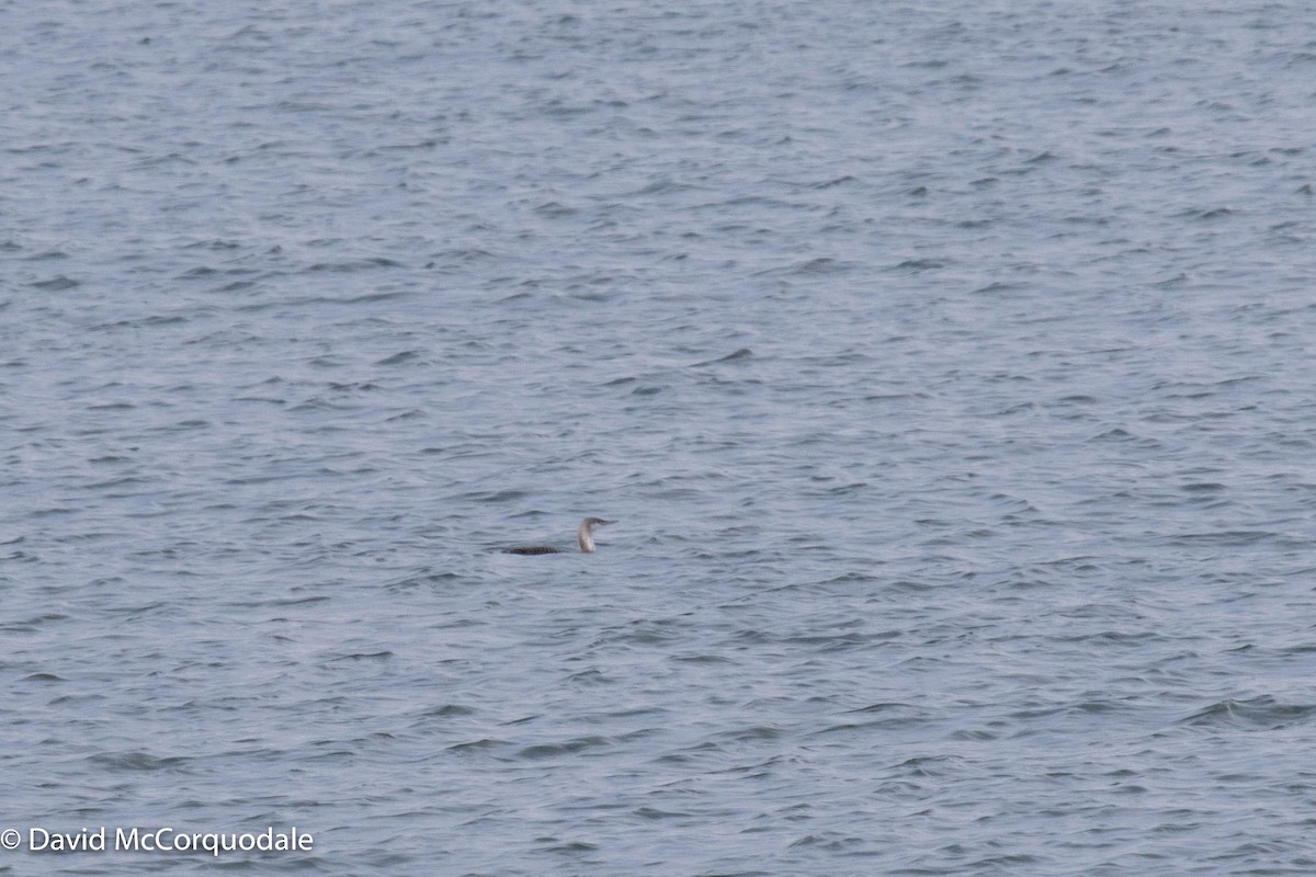 Red-throated Loon - ML409074251