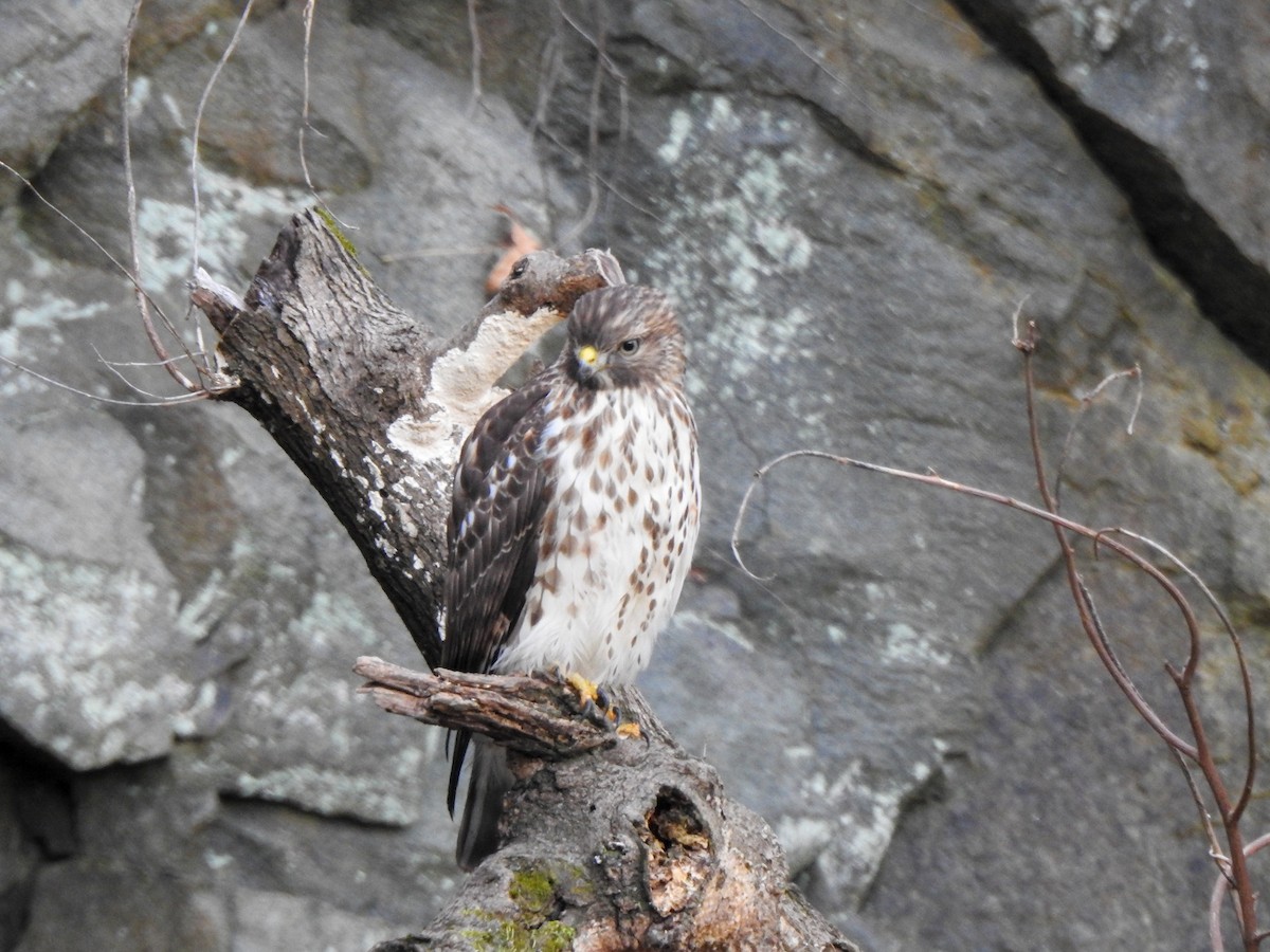 Red-shouldered Hawk - Ryne VanKrevelen