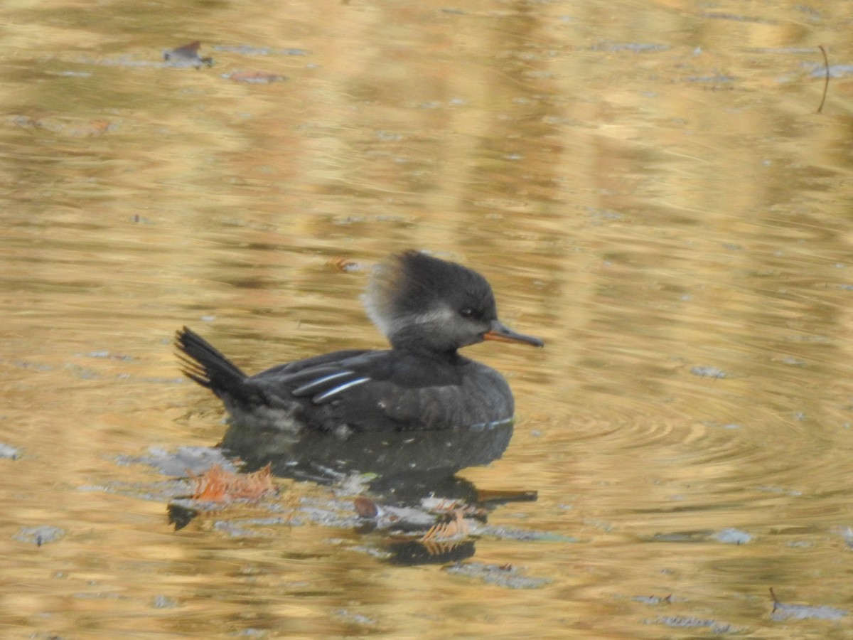 Hooded Merganser - ML409074781