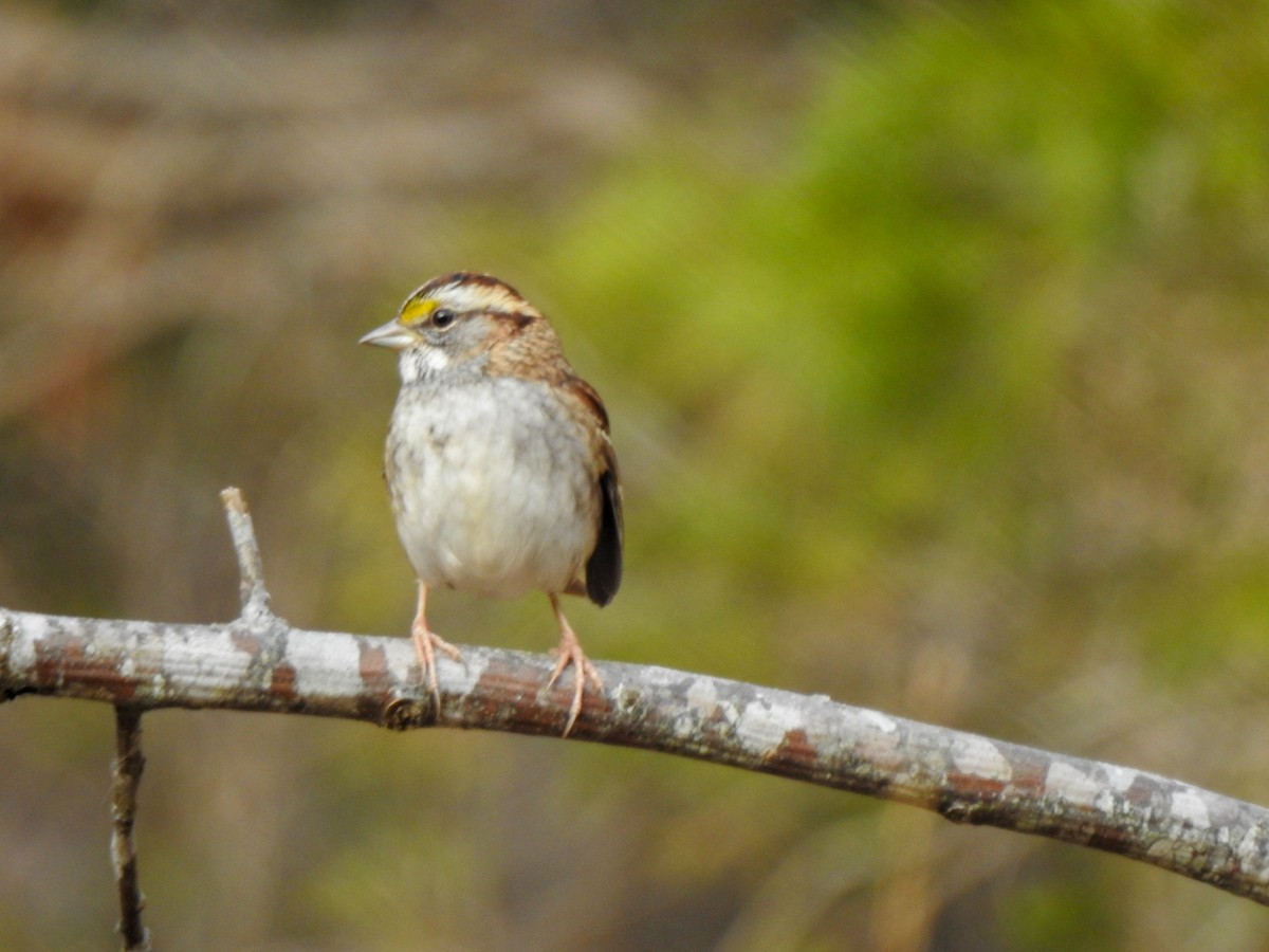 White-throated Sparrow - Ryne VanKrevelen
