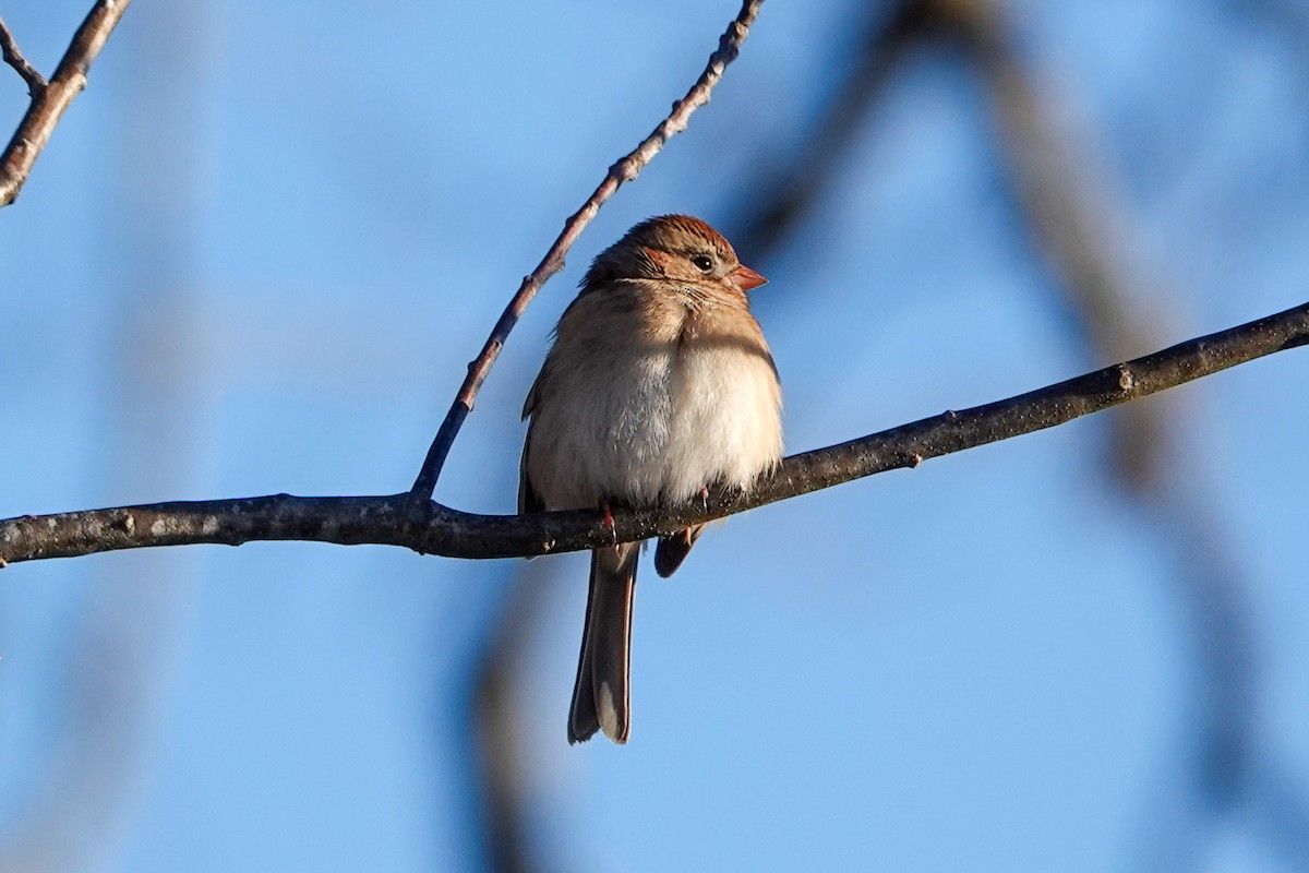 Field Sparrow - ML409076071