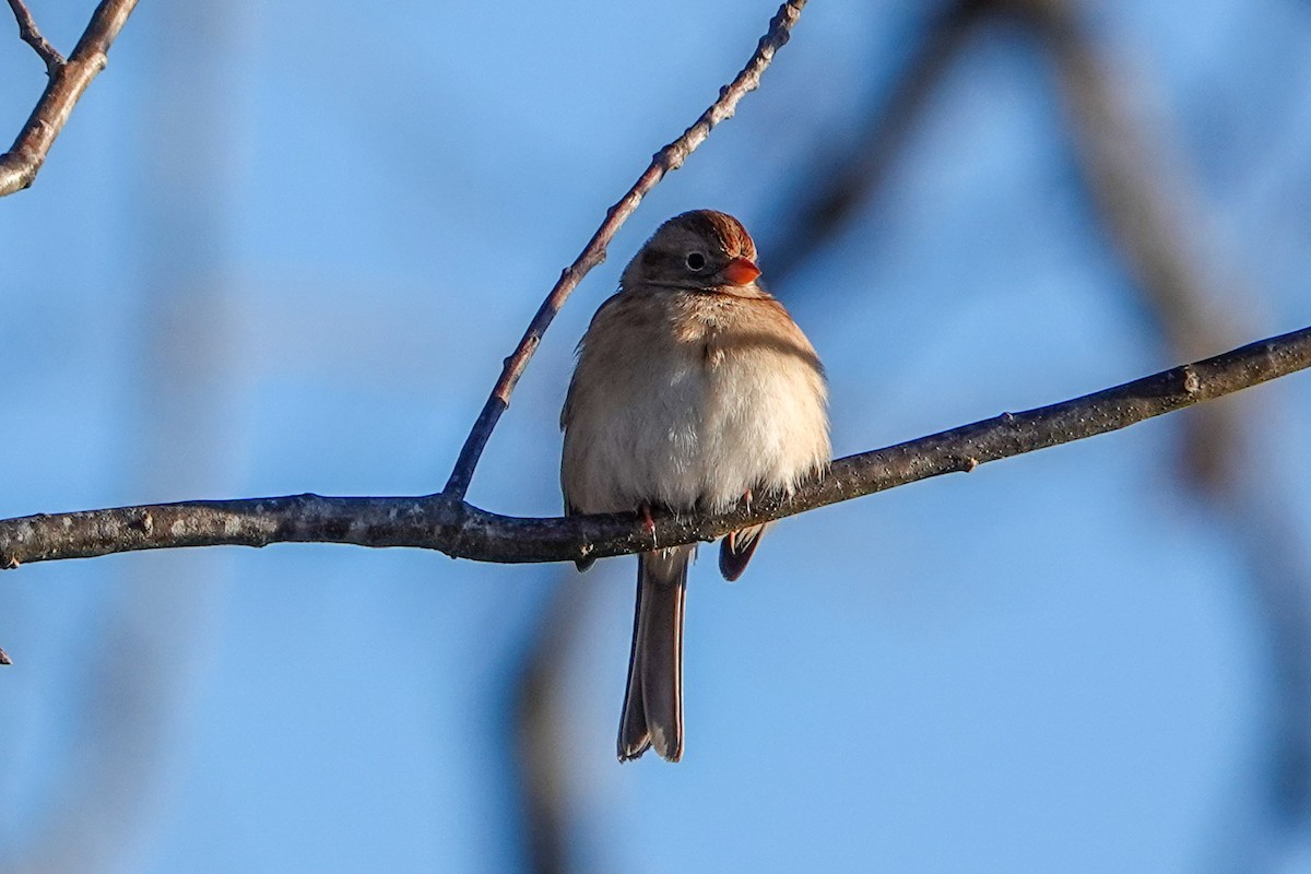 Field Sparrow - ML409076101