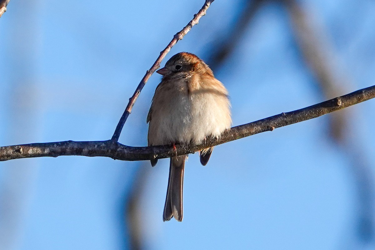 Field Sparrow - ML409076121