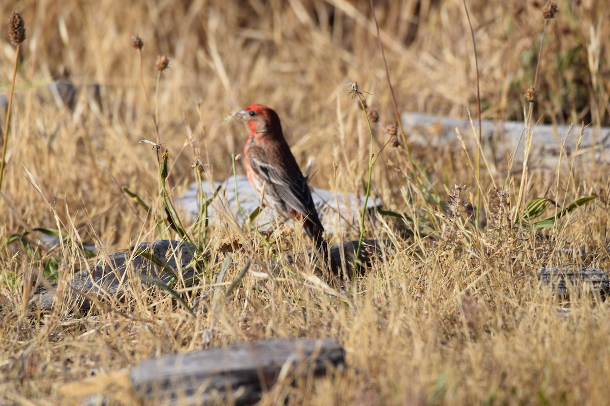 House Finch - Carolyn Pullman