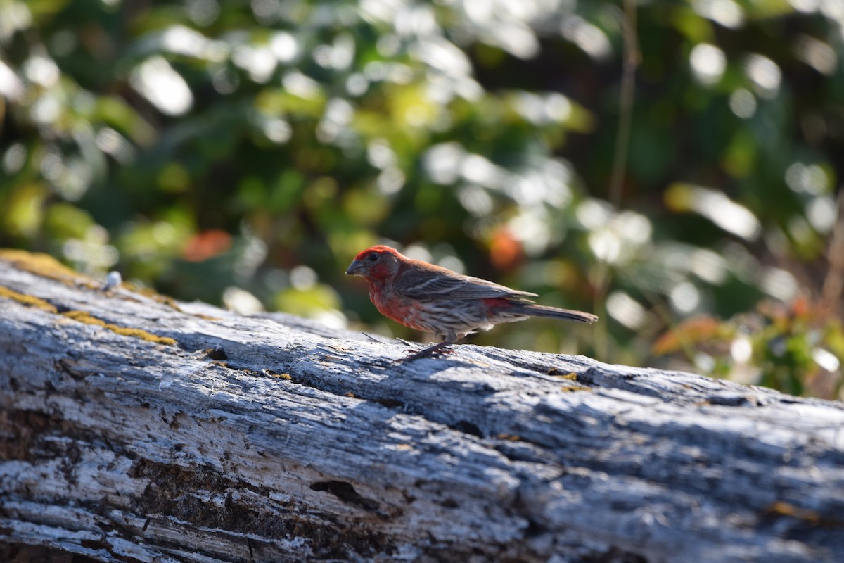 House Finch - ML409077271