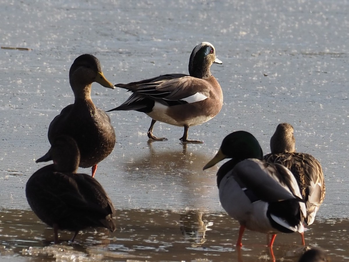 American Wigeon - Nina Wolf