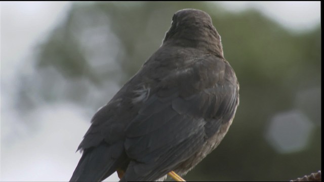 Sooty Thrush - ML409078