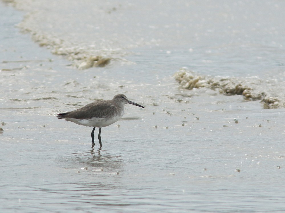 Willet - ML409078051