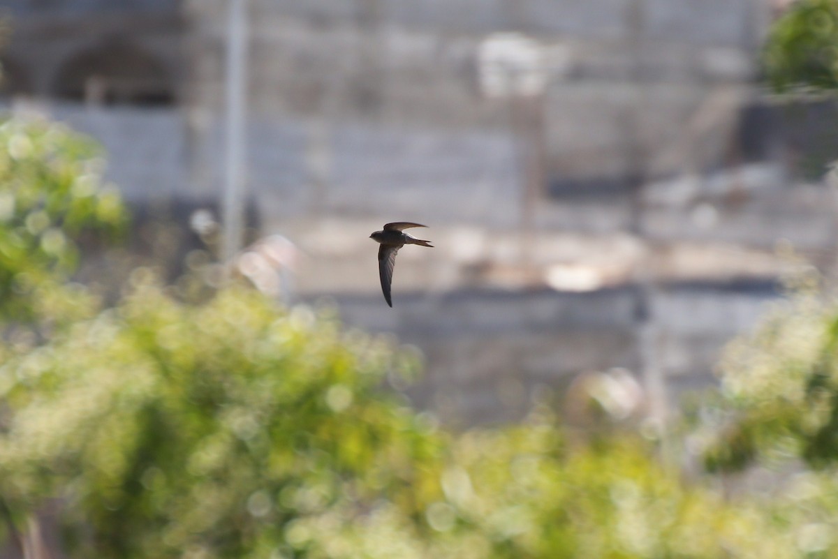 Cape Verde Swift - ML40907821