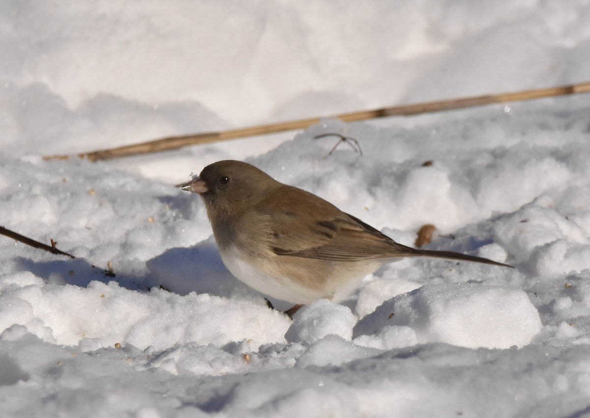 Junco Ojioscuro - ML409079211