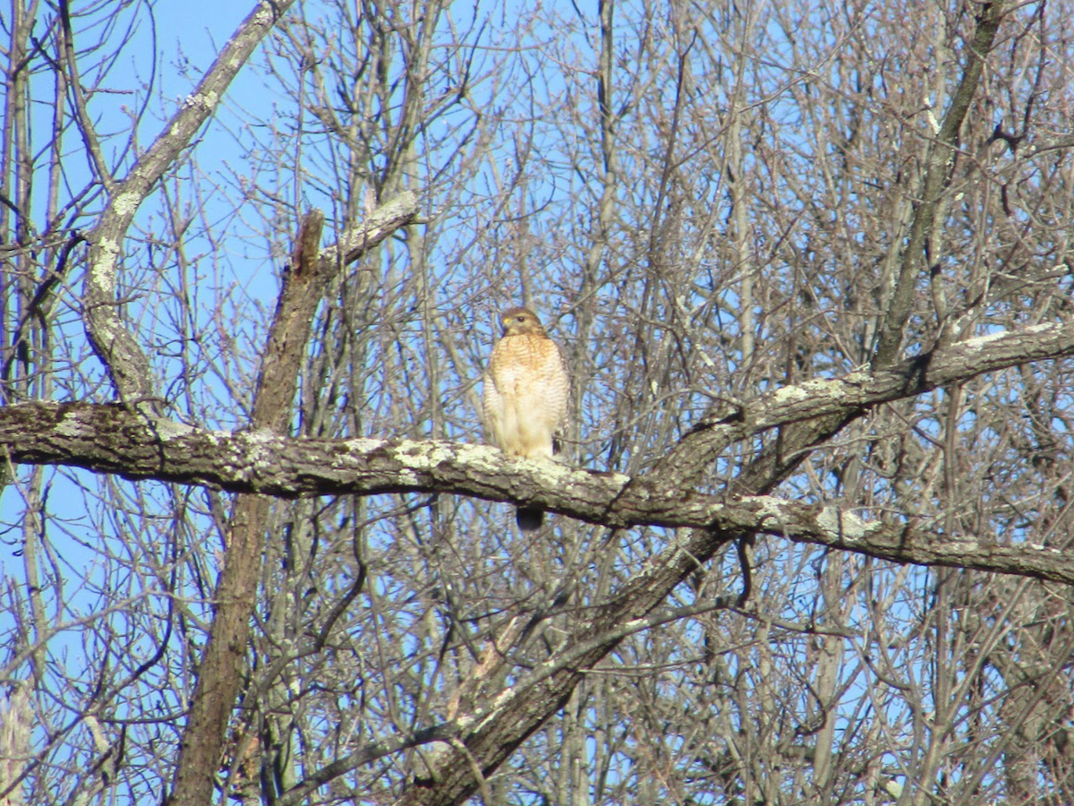 Red-shouldered Hawk - ML409079581