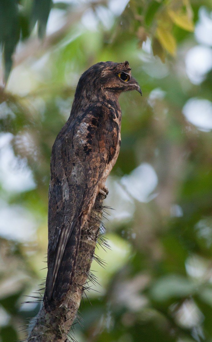 Common Potoo - Ian Davies