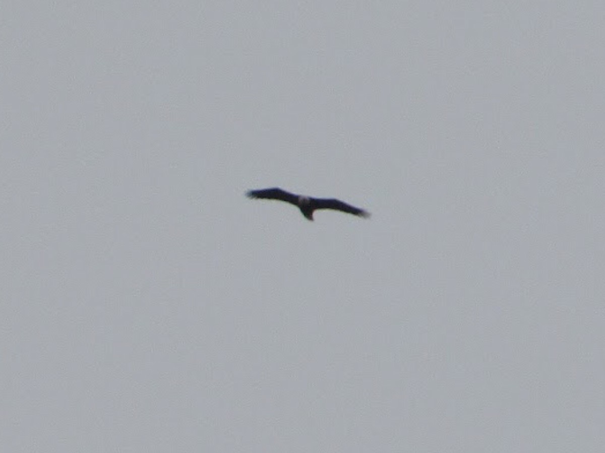Bald Eagle - ML409080071