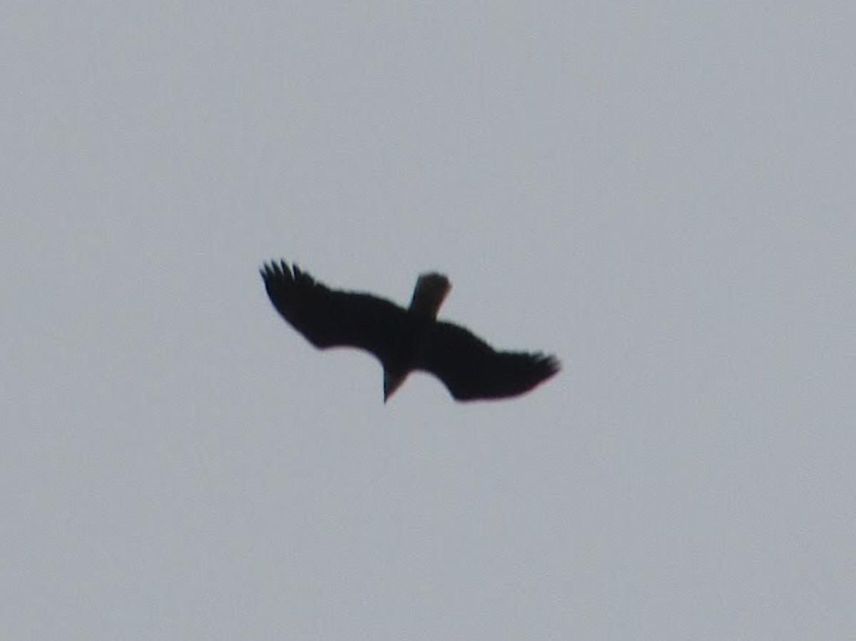 Bald Eagle - ML409080081