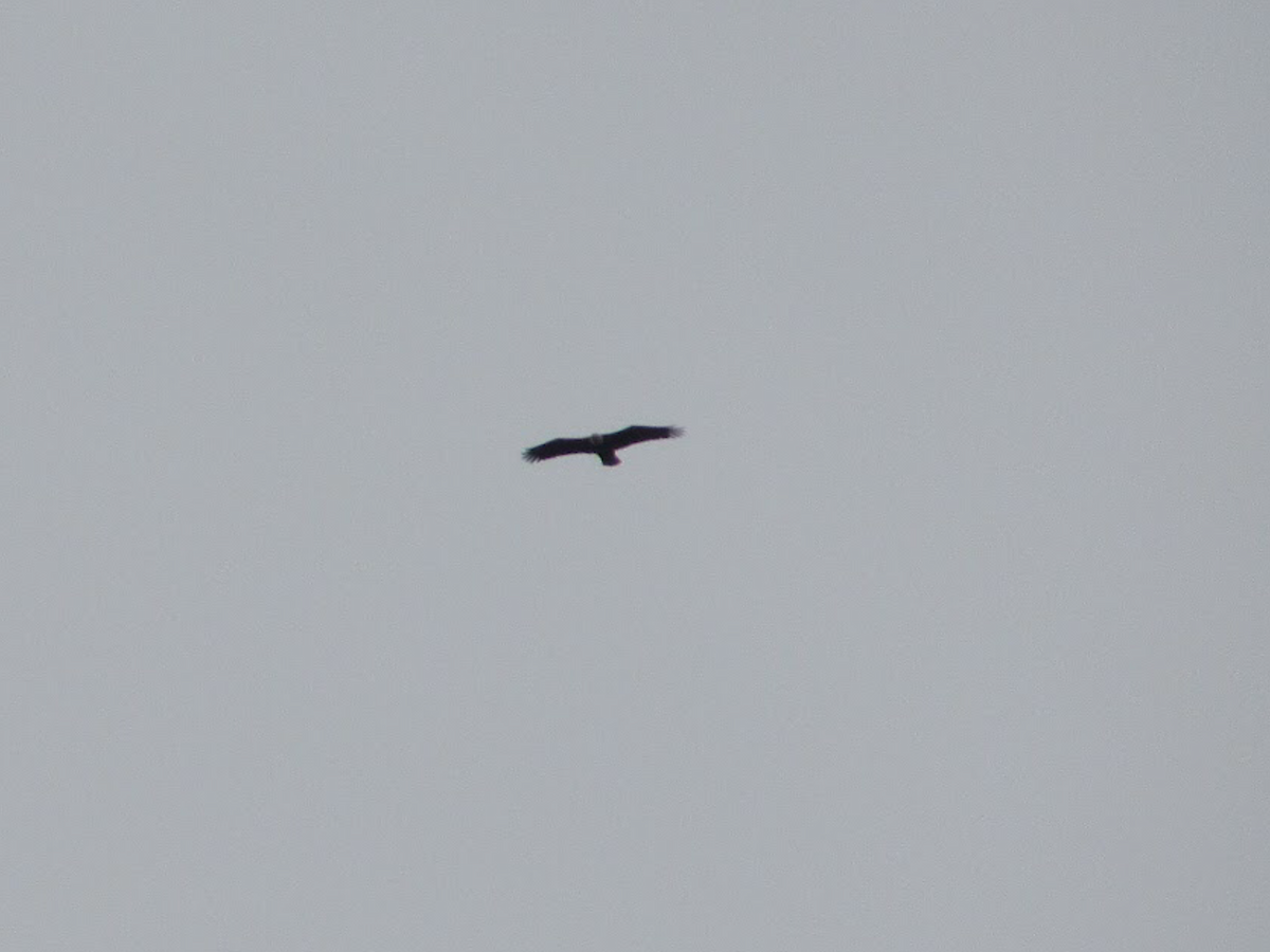 Bald Eagle - ML409080121