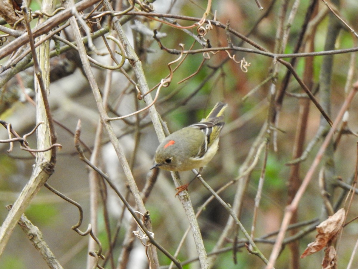 Ruby-crowned Kinglet - ML409080781