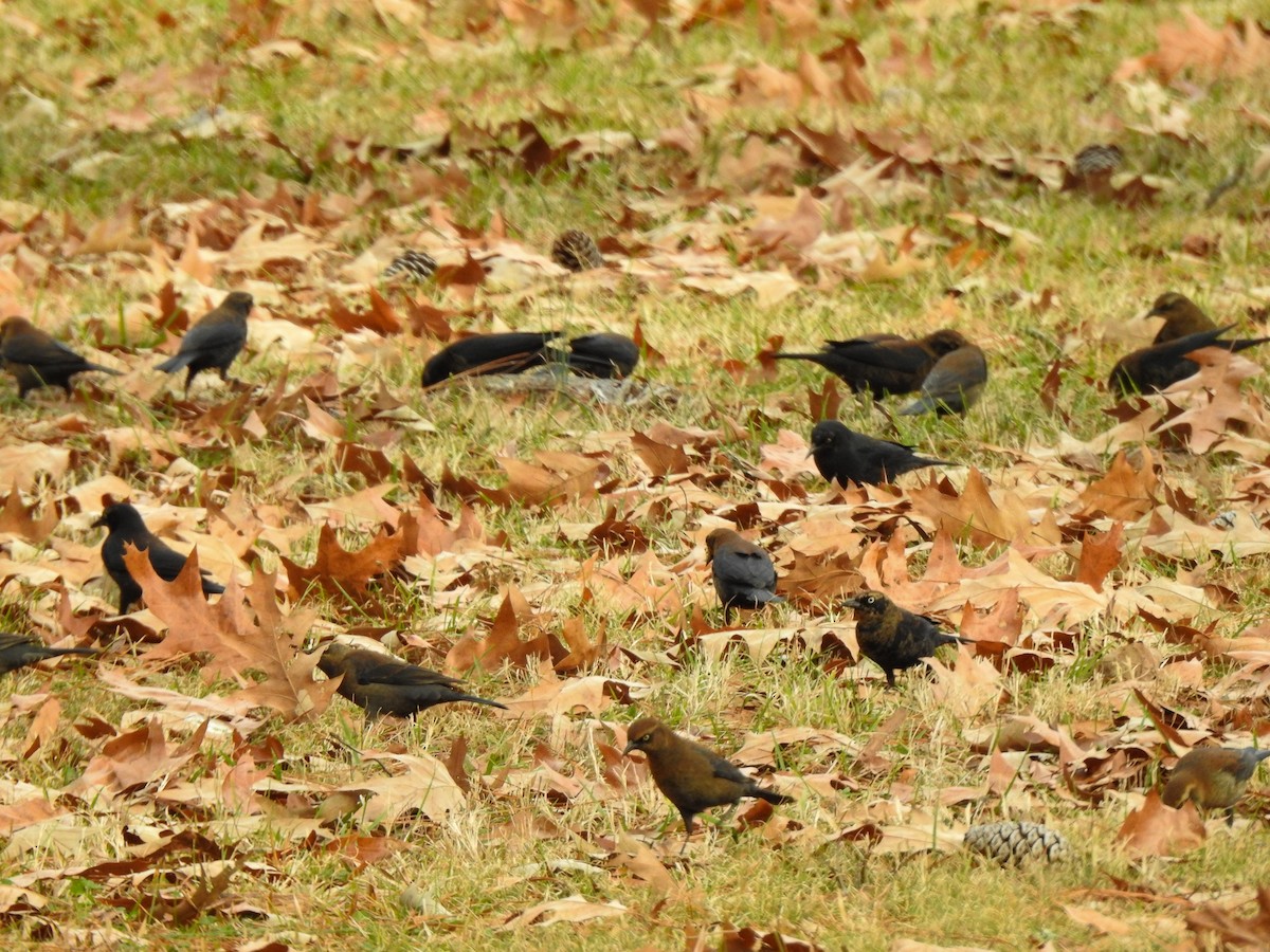 Rusty Blackbird - ML409080911