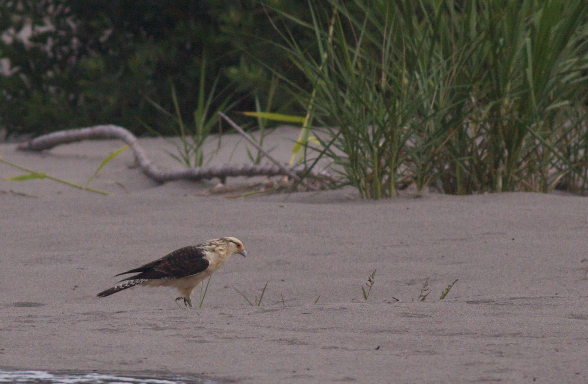 Caracara à tête jaune - ML40908161