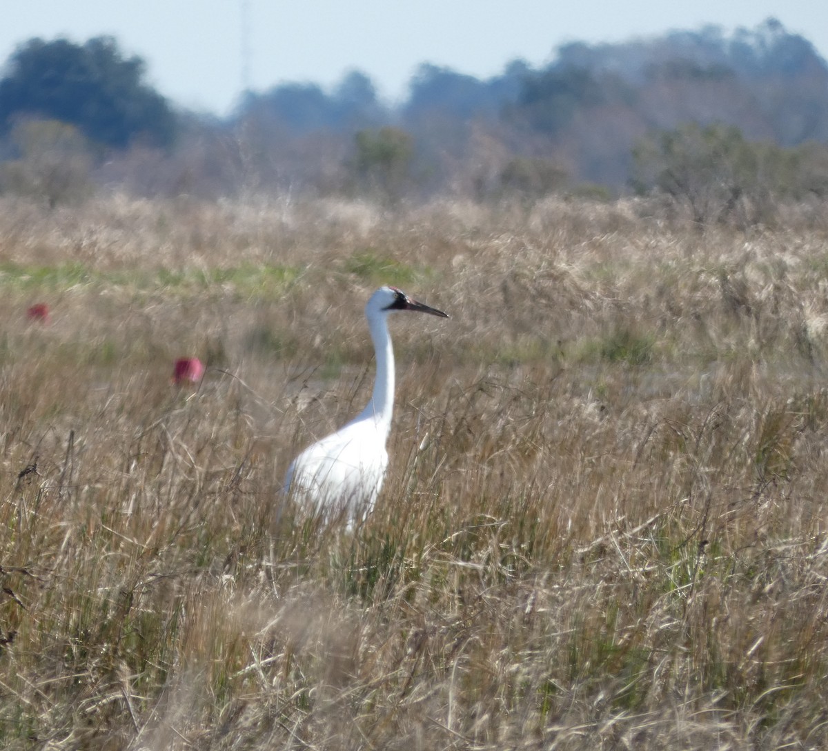 Grue blanche - ML409083581