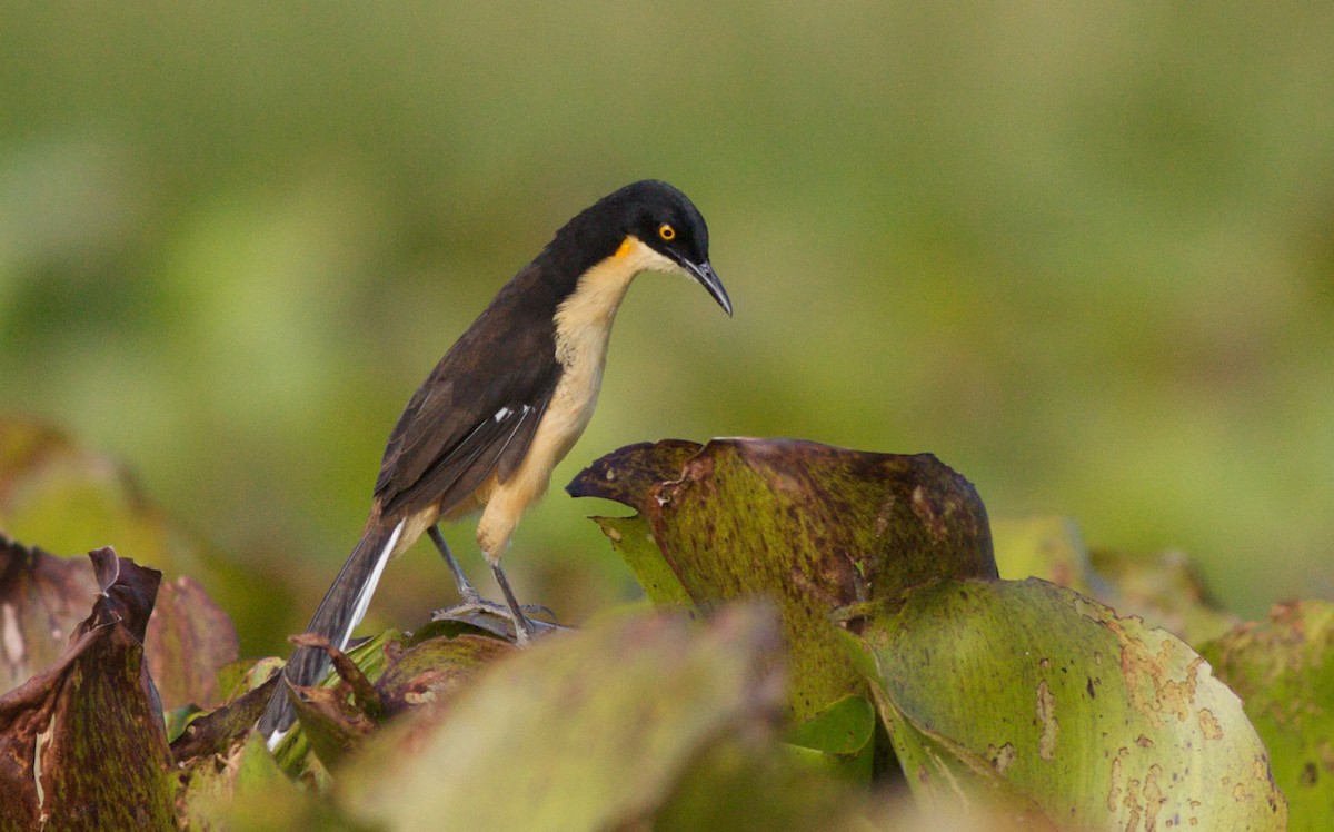 Black-capped Donacobius - Ian Davies